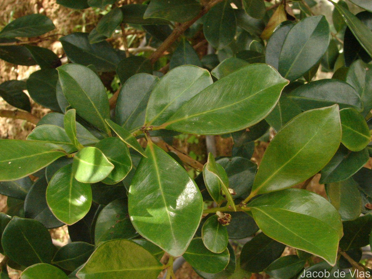 Psidium cattleyanum Sabine